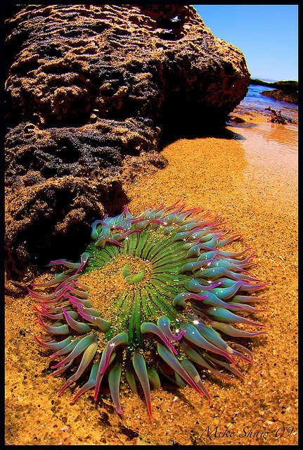 Photo:  Sea Anemone